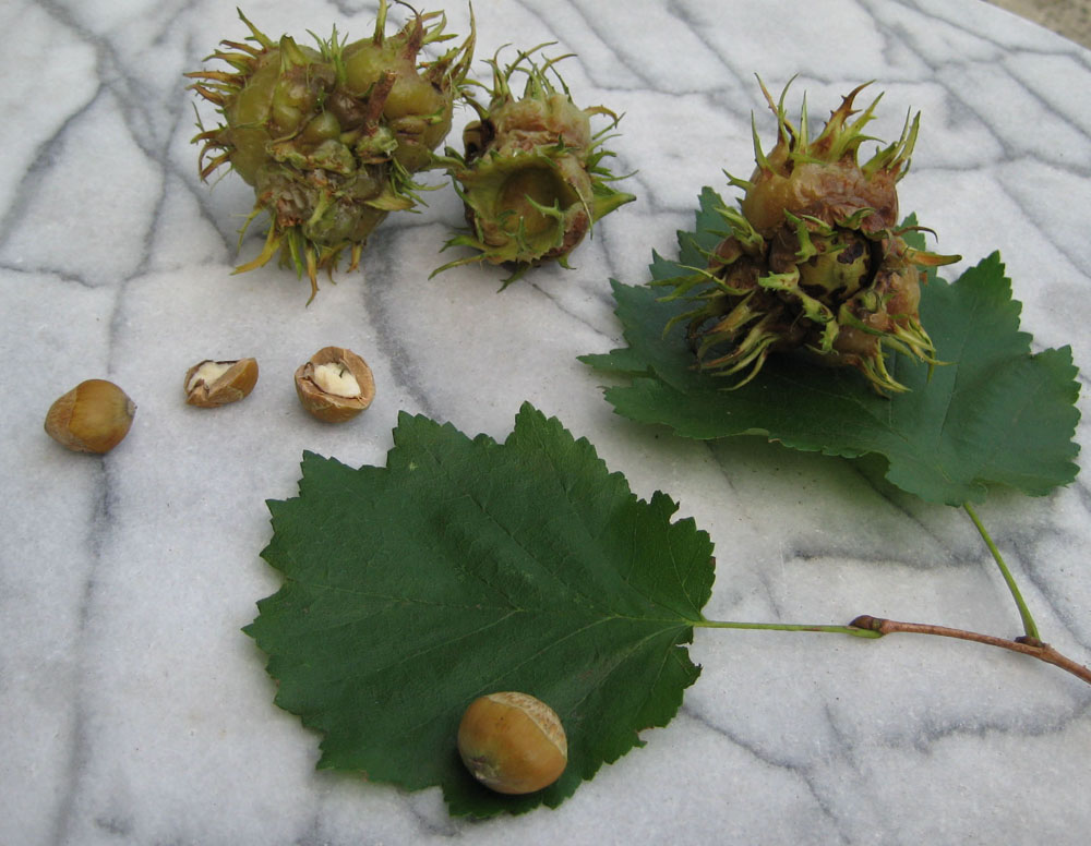 Baumhasel_Frucht-kl
