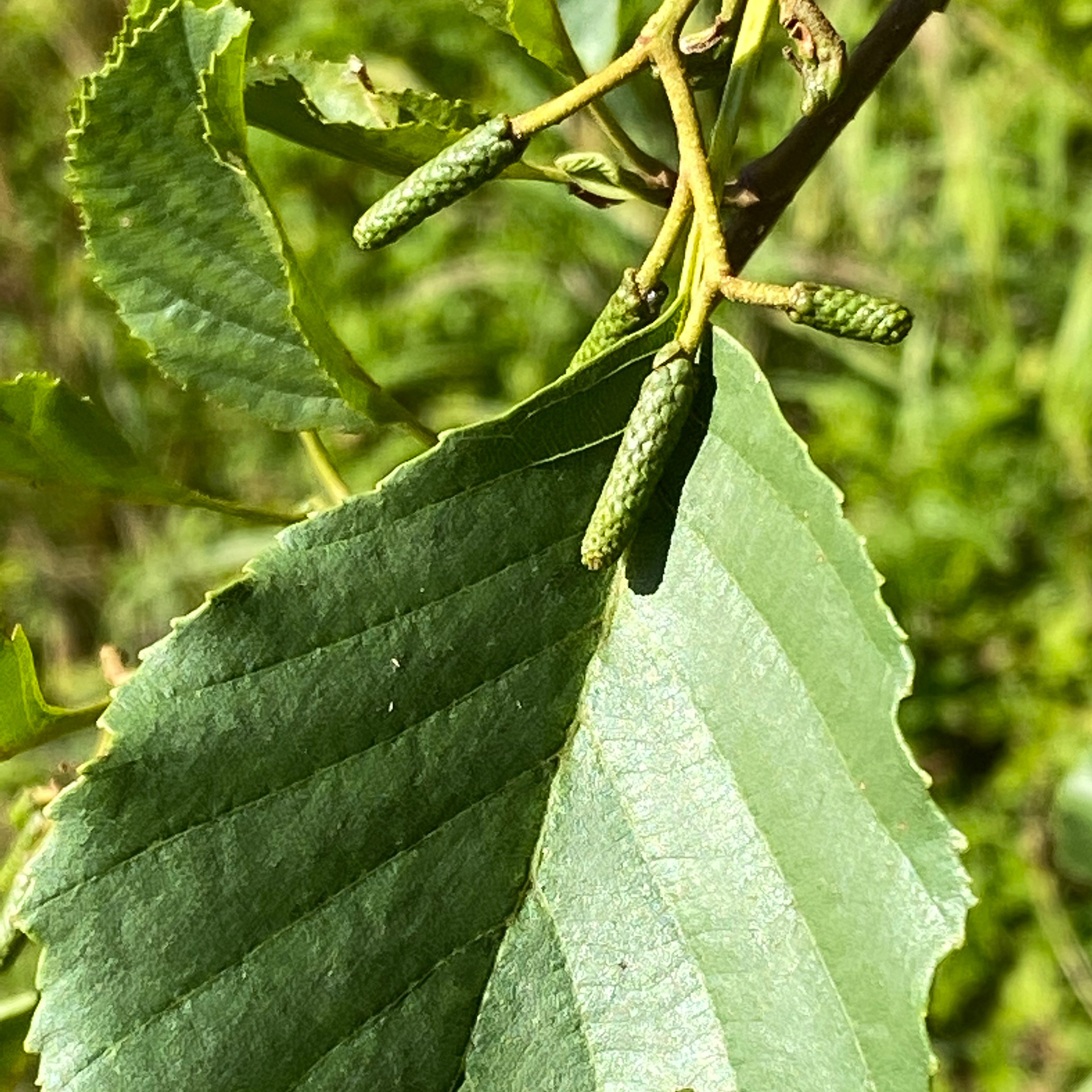 Schwarzerle Schwarzerle