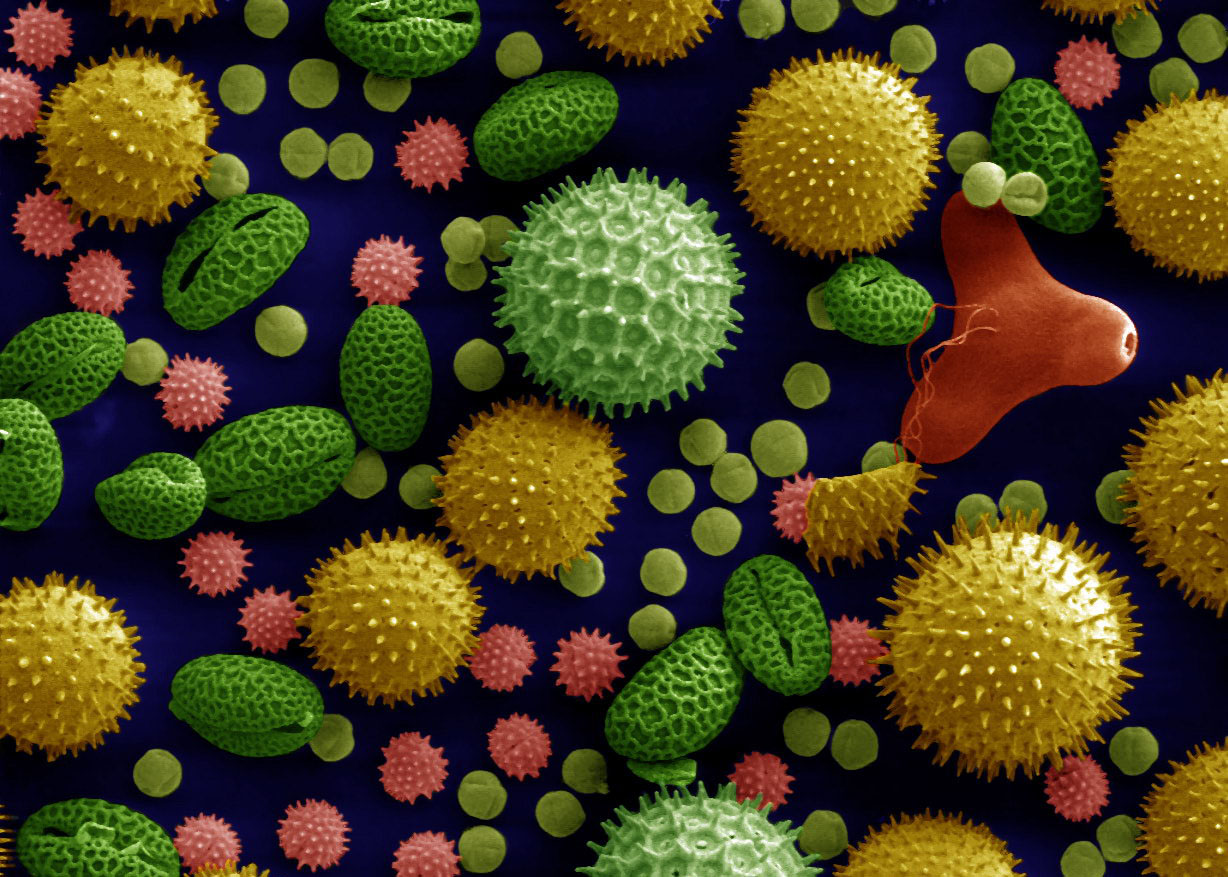 Pollen koloriert