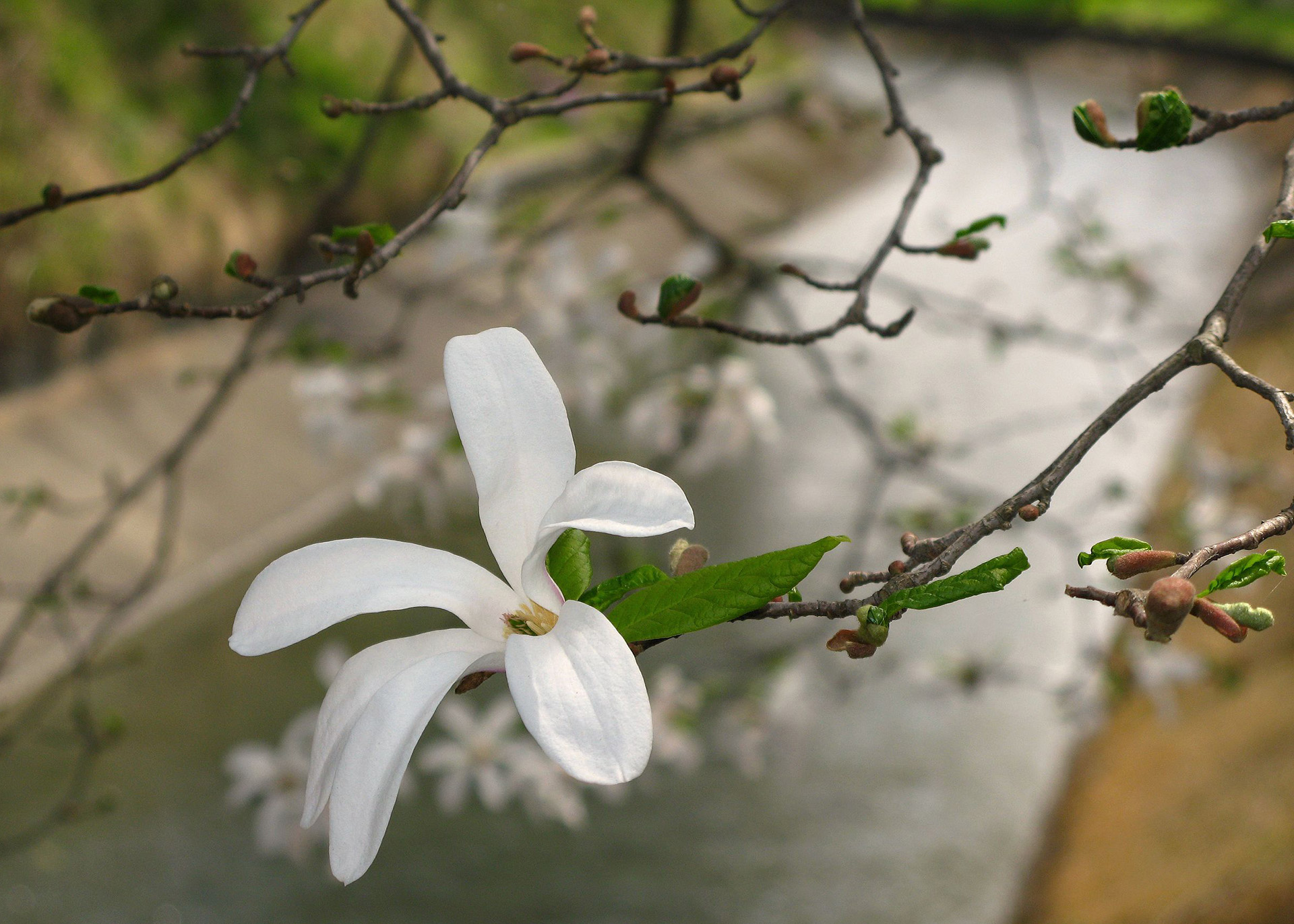 Kobushi-Magnolie Blüte